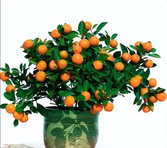 金桔植物风水作用(桔子树的风水作用)