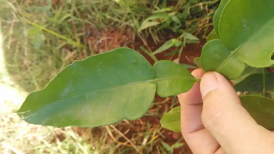 我在某宝买了一颗柚子树苗,感觉叶子不对啊!请大家帮我鉴定一下!谢谢