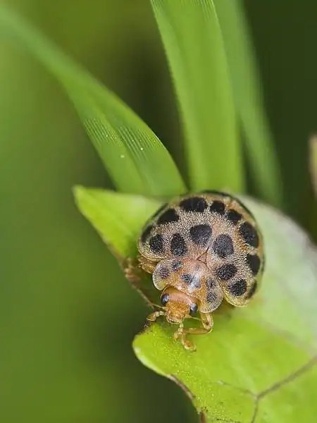 茄二十八星瓢虫