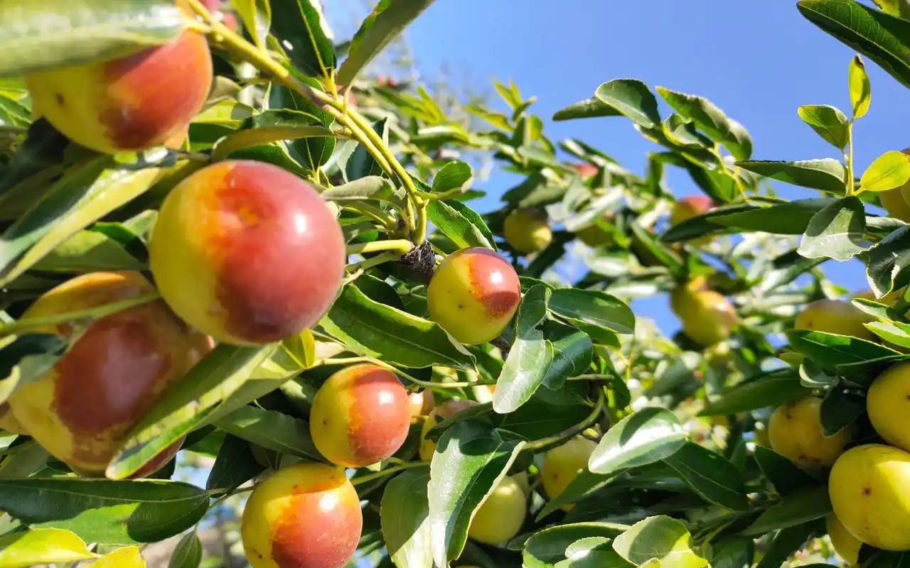 千余棵百年枣树迎冬枣采摘旺季聚馆村今年主要快递发货