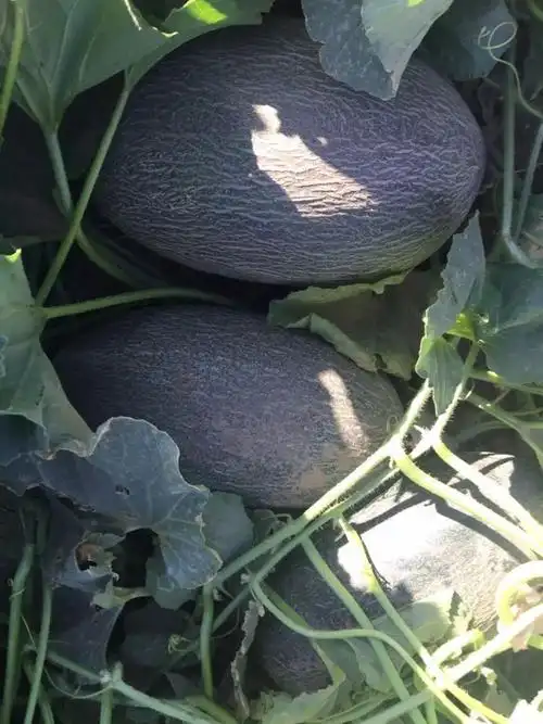 小树生鲜带你吃上正宗新疆伽师瓜