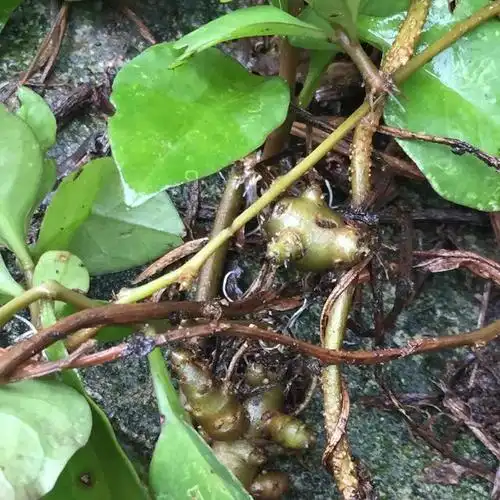 农村名叫"野三七"的植物,村里杂草博得城里人喜爱!