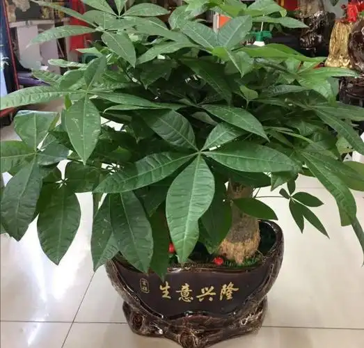 风水树哪种最好(5种富贵树招财又旺宅)-风水人