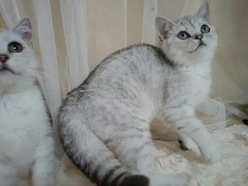 两只银渐层妹妹蹲家长坐标江门1188