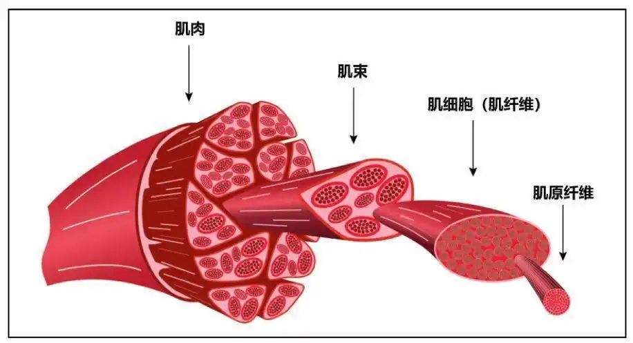 锻炼过度反复损伤肌肉会致癌么