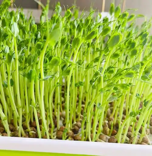 水培豌豆苗,一周即可收获!的做法