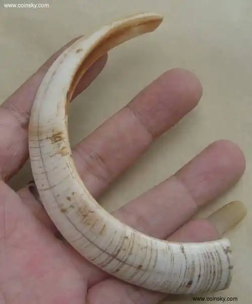 商品管理交流须知商品留言(0)商品图片少数民族的饰品:老野猪牙齿一个