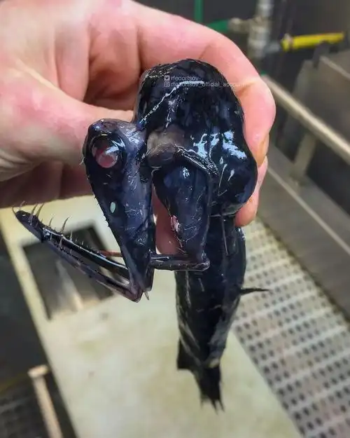 13种恐怖深海动物看一眼就要做噩梦最后一个似乎像哪位明星