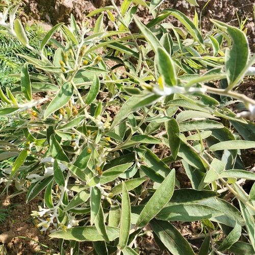 羊耳菊贵州野生新鲜羊耳菊山白芷白牛胆大力王毛柴胡中草药现采