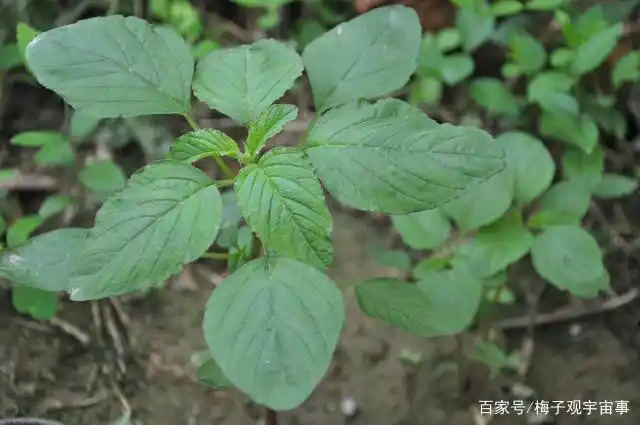 苦麻菜是一种药用食用兼具的无毒野生植物,它是早春的野菜,苦麻菜对
