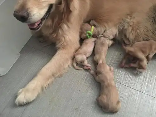 【北京】金毛宝宝刚出生