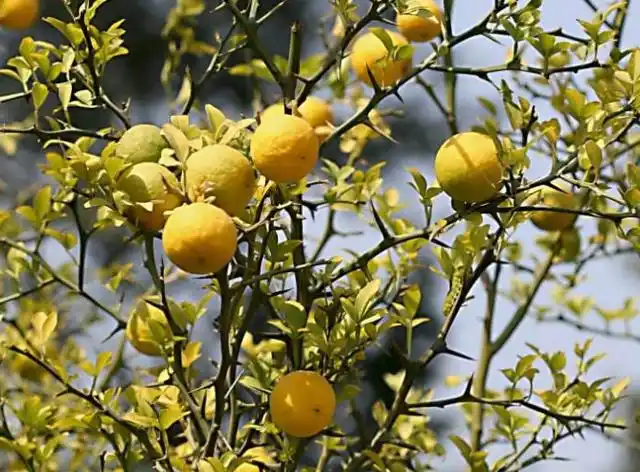 人称"臭橘",浑身长满刺,城市人嫌味酸涩,乡下人当宝贝珍惜!