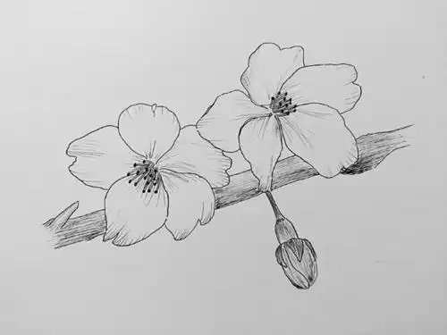 钢笔画入门:钢笔画樱花的画法