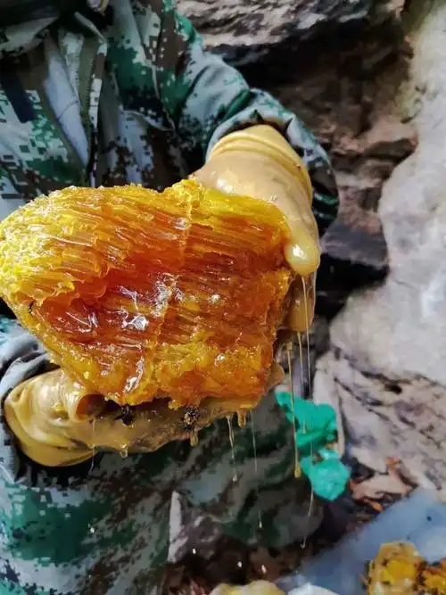 来自云南香格里拉的纯天然野生悬崖蜜-香格里拉蜂蜜