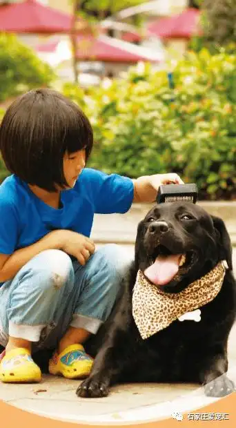 如何让小朋友与小动物友好相处家长们一定要了解这些