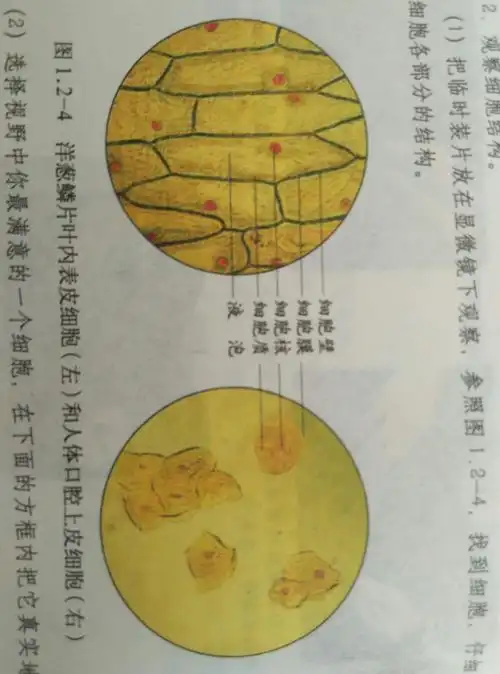 观察洋葱表皮细胞