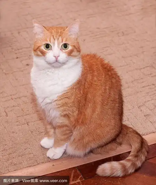 厚厚的红白相间的猫坐着