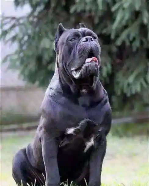 卡斯罗犬的性格特点有哪些?