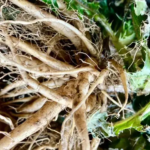 大蓟根新鲜牛口刺刺萝卜虎蓟马蓟根鸡脚刺根刺蓟根其他药食同源食品