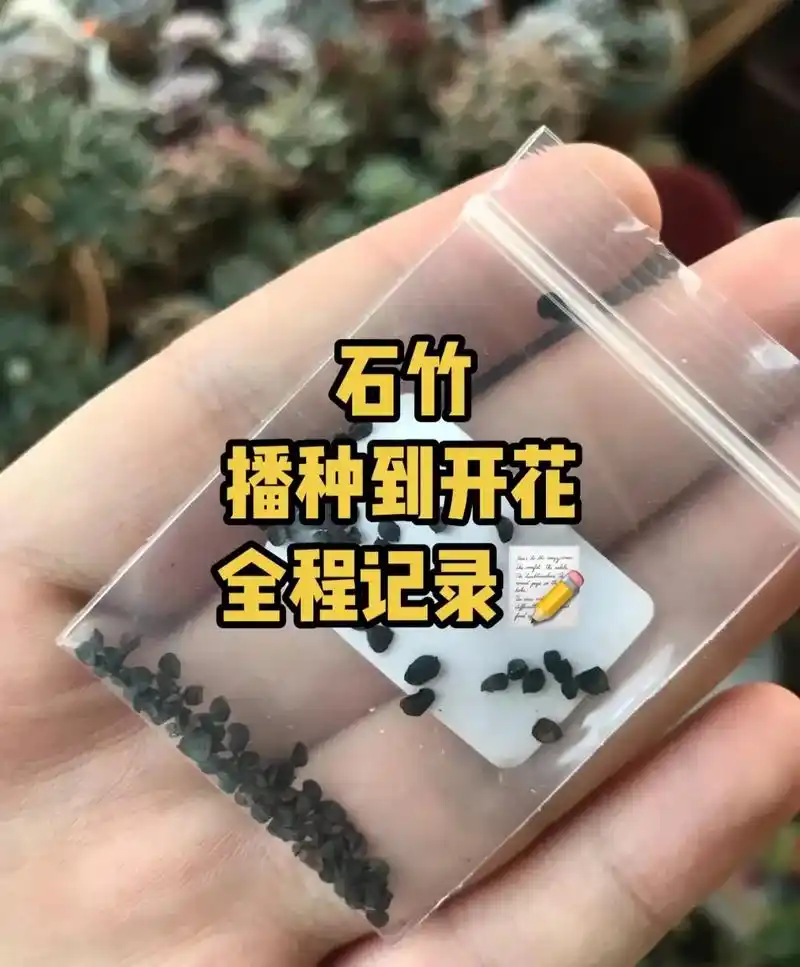 记录95:石竹从播种到开花的全过程.