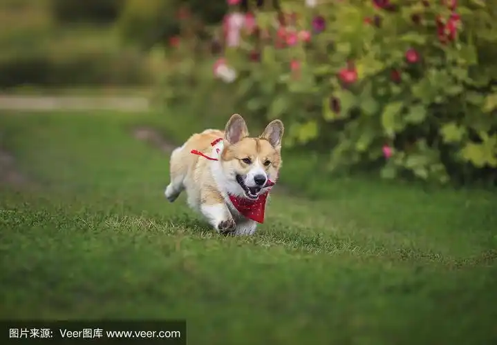 小狗一只红色柯基沿着绿色的小路快速奔跑在一个夏天盛开的花园,他的
