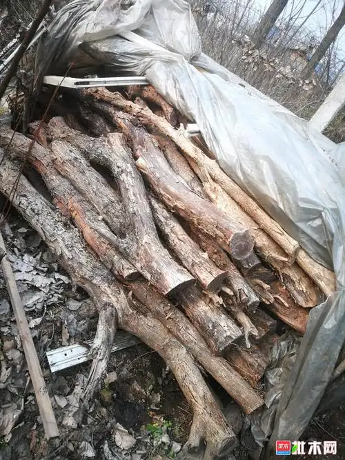 柘木;黄金檀;黄桑木;岩桑木;野桑木;蚕桑木;黄疗刺木 - 批木网