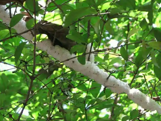 白蜡蚧应该这样防治?