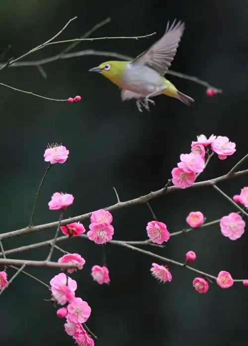 在湖南省衡阳市雁峰区五星村,春花盛开,小鸟鸣唱,大自然一派鸟语花香