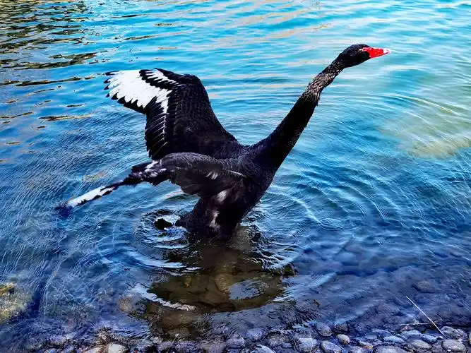 校园黑天鹅水上独舞,2021.02.20