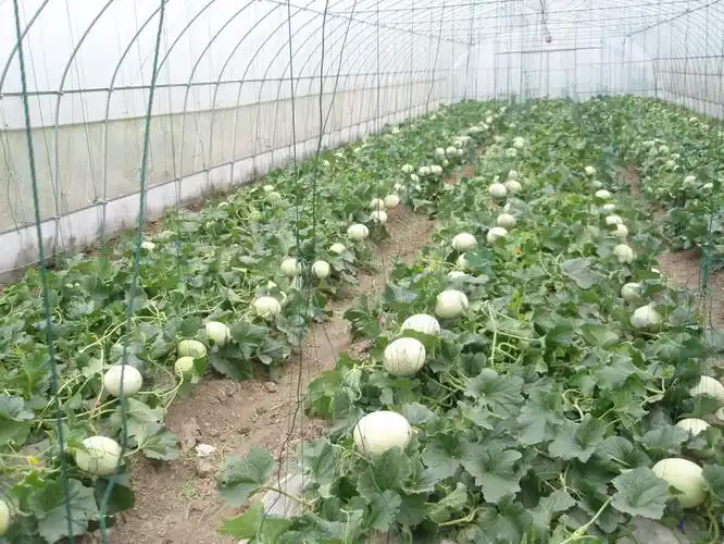 厚皮甜瓜的日光温室高效栽培技术