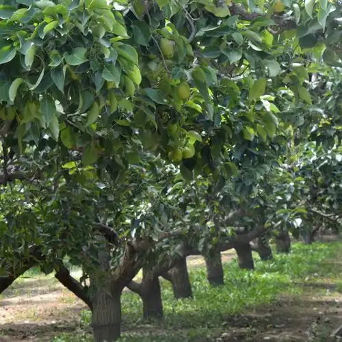 正宗新疆库尔勒香梨全母特级新鲜梨子当季水果梨