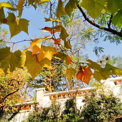 秋天的梧桐树首发