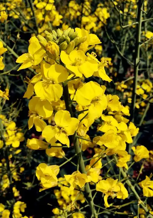 那一片金黄的油菜花 - 简书