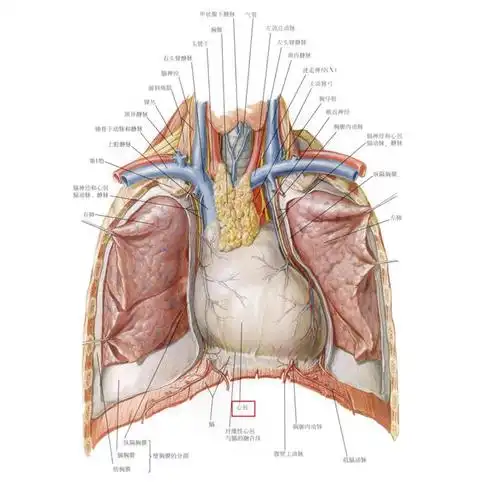 心脏在胸腔中间偏左,并不是完全在左边哈~当异物刺穿胸口,导致心脏