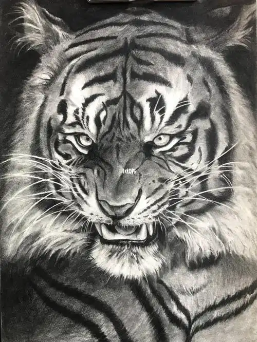 纹身学徒学习记录78素描老虎