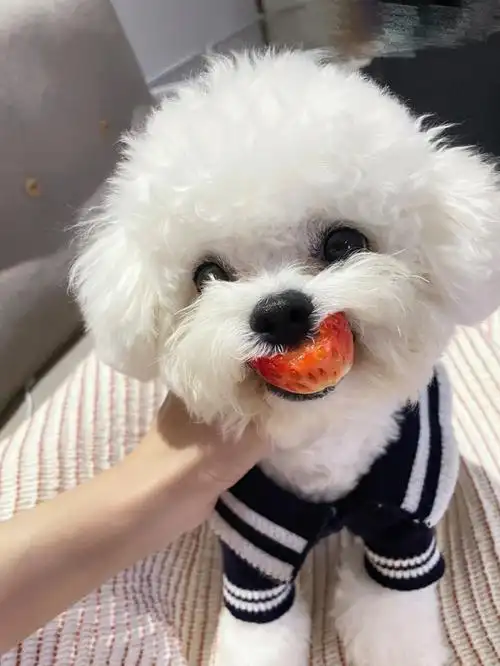 爱吃水果却不爱零食的比熊宝宝