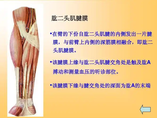 臂前,肘前,前臂前区ppt 局部解剖学07 臂前,肘前,前臂前区 肱二头肌