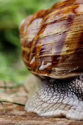 蜗牛壳纹理.在鹅肝特写蜗牛的壳.微距摄影