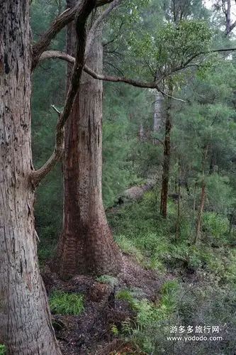 这是另一种有名的汀咯树,tingle tree