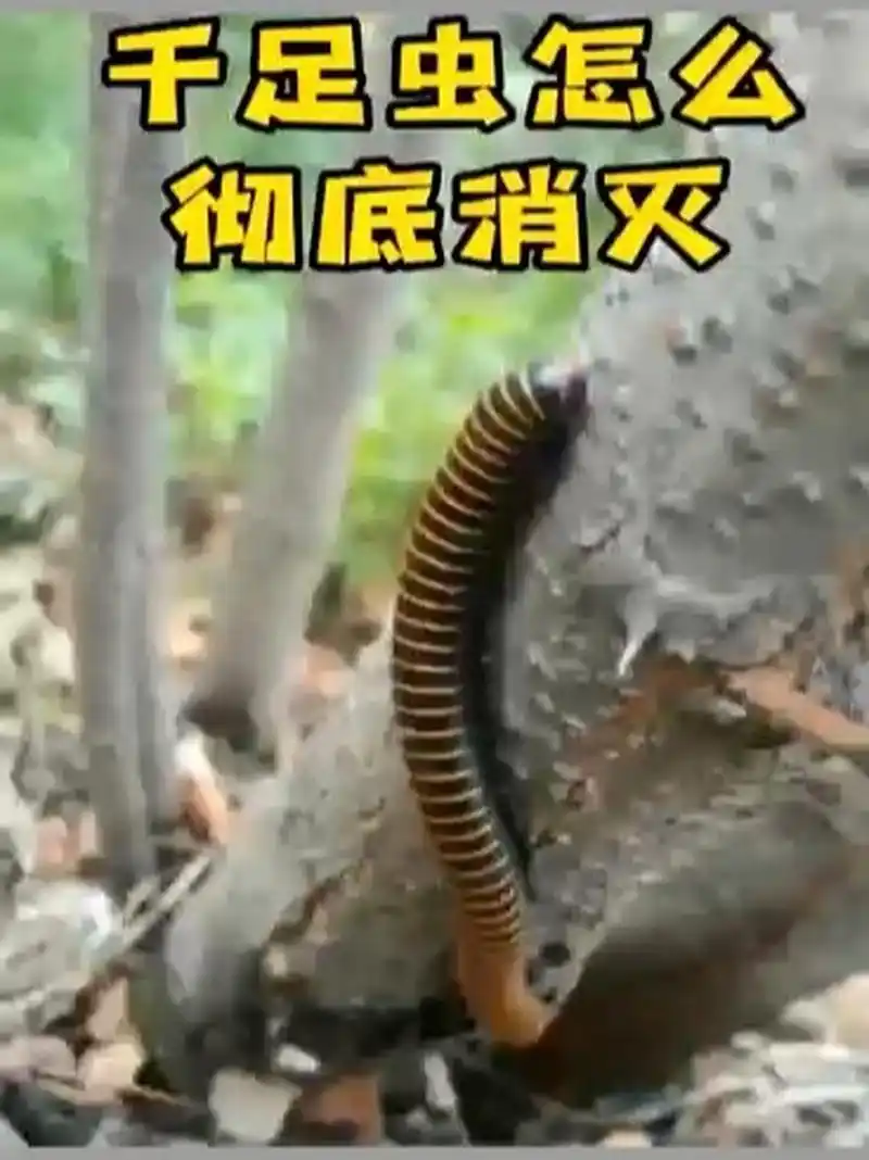 千足虫马陆虫怎么彻底消灭 千足虫一般会在雨天后出现的室外的草地里