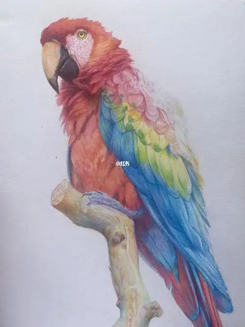 宠物肖像画  #鹦鹉  #彩铅画  #玄凤鹦鹉  #虎皮鹦鹉  #养鹦鹉日记