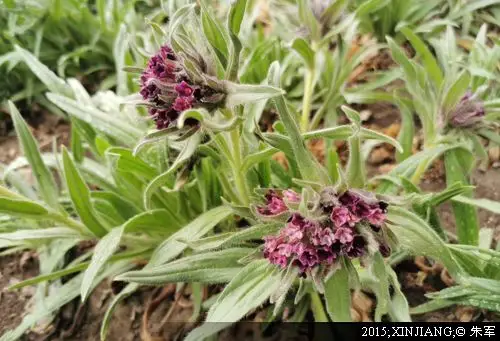 紫草新疆紫草紫草内蒙紫草