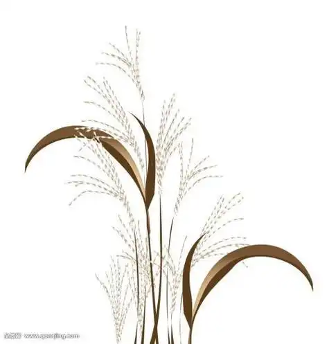 河边芦苇简笔画彩色