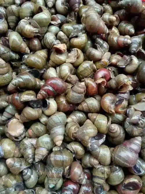 田螺养殖的注意事项