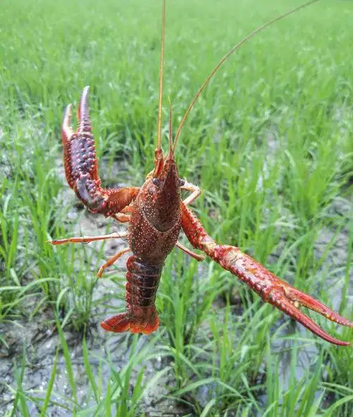 鲜活小龙虾约789钱大号【深圳现货】活虾5斤装新鲜潜江清水龙虾