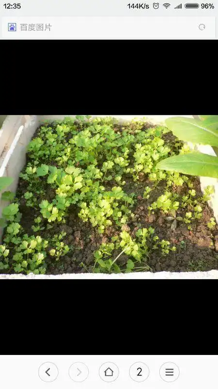 刚出来的芹菜长什么样子