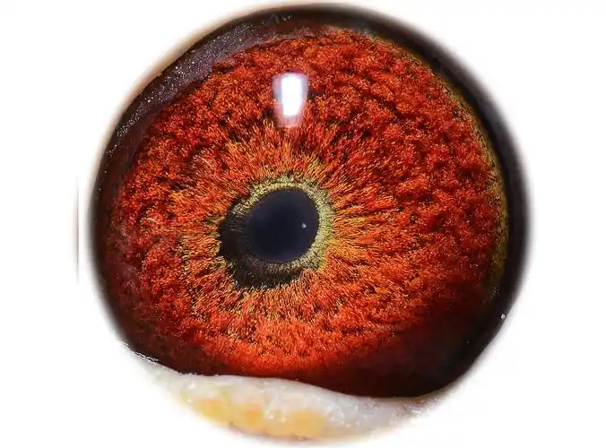 >> 查看拍卖商品