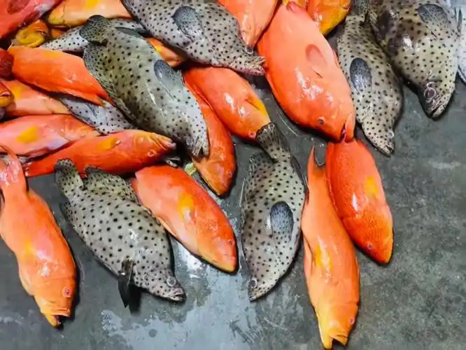 海钧鱼获 野生老鼠斑 东星斑 红瓜子斑 燕星斑#全国顺丰快递