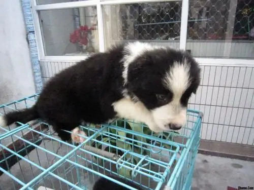 边境牧羊犬幼崽转让