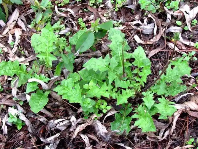 清明果是什么草做的(农村稻田常见的10种野菜)